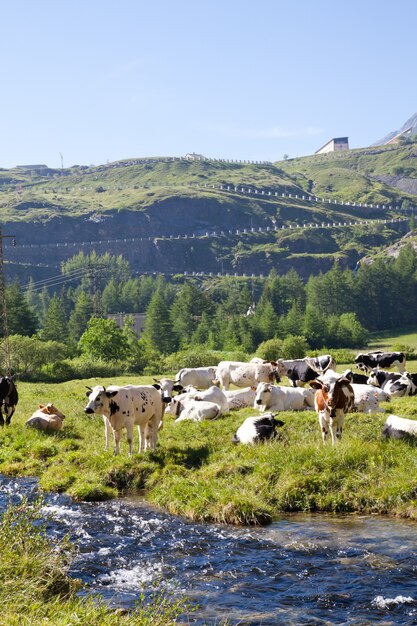 Vacas italianas durante um dia ensolarado perto de susa, piemonte, alpes italianos