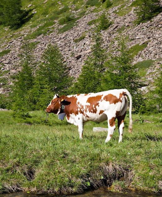 Vacas italianas durante um dia ensolarado perto de Susa, Piemonte, Alpes italianos