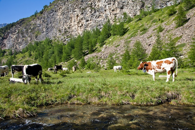 Vacas italianas durante um dia ensolarado perto de Susa, Piemonte, Alpes italianos