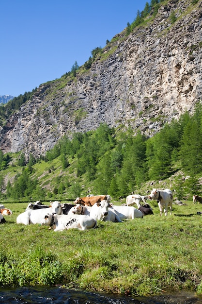 Vacas italianas durante um dia ensolarado perto de Susa, Piemonte, Alpes italianos