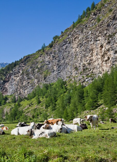 Vacas italianas durante um dia ensolarado perto de Susa, Piemonte, Alpes italianos