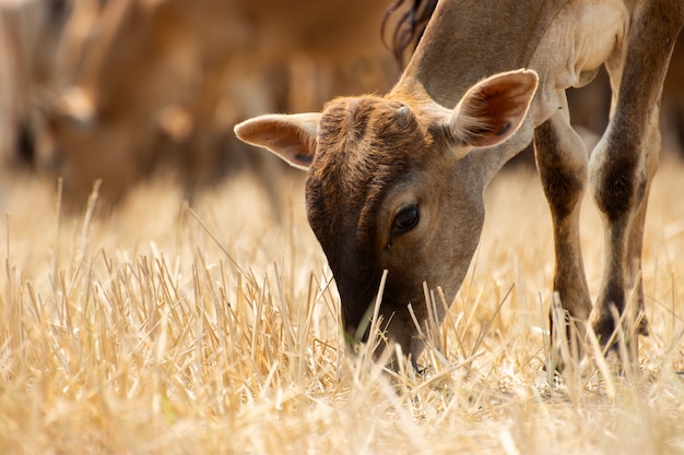 Las vacas jóvenes comen hierba en los campos secos.