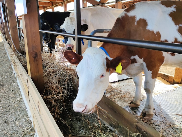 Las vacas jóvenes novillas comen heno en un corral de ganado. El concepto de cría de animales en la granja. Vacas comiendo en un establo moderno. Cría de ganado