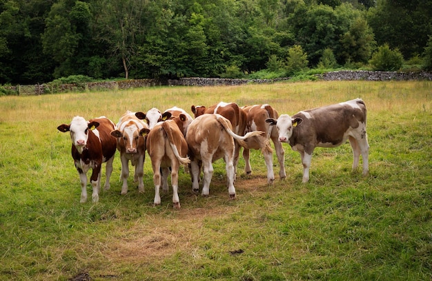 Las vacas jóvenes pastan en el césped