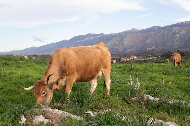 Vacas junto al mar vaca adulta y ternero