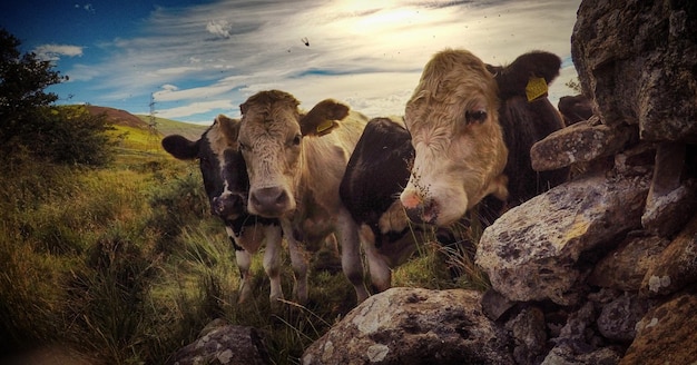 Vacas junto a las rocas en el campo durante la puesta del sol