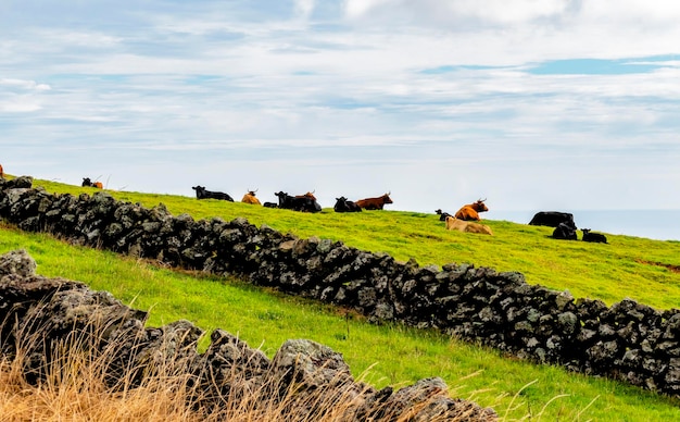 Las vacas lecheras descansan en un prado. Azores.