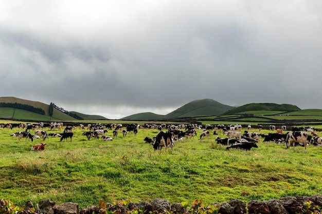 Vacas lecheras Holstein