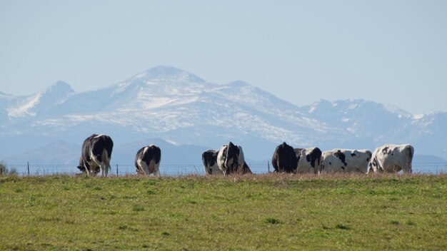 Foto vacas lecheras pastando en la granja.
