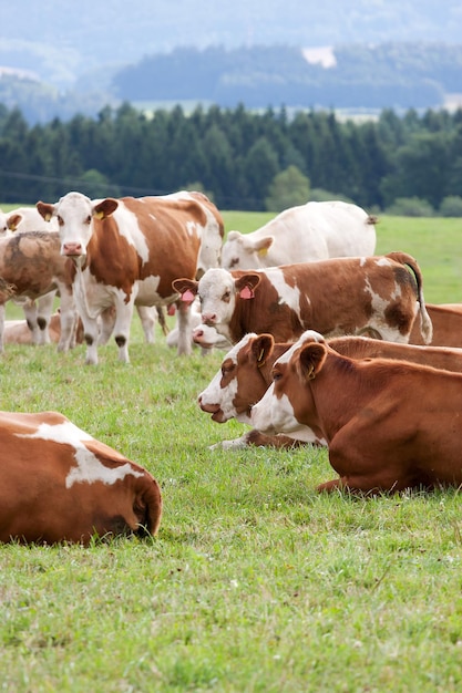 Vacas lecheras en pasto