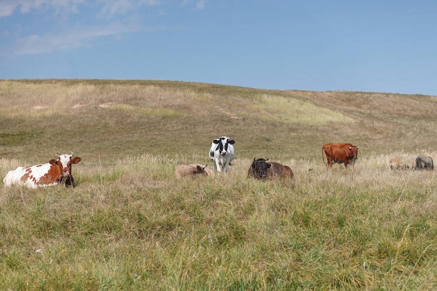 Vacas leiteiras em pasto de grama natural