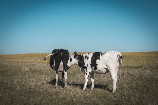 Vacas leiteiras no campo argentinoPatagonia