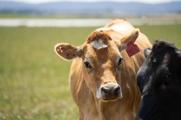 Foto vacas leiteiras pastando grama verde na primavera na austrália