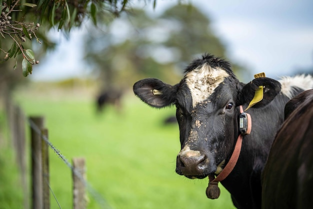 Vacas leiteiras pastando na grama verde na primavera na Austrália