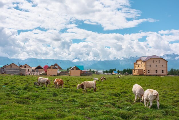 Vacas marrones y blancas pastan en una pradera verde cerca de una valla de madera y casas a la luz del sol bajo nubes bajas entre altas montañas Paisaje escénico con vacas en un pueblo de montaña en un día soleado y nublado