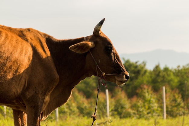 Vacas marrones en un campo cubierto de hierba