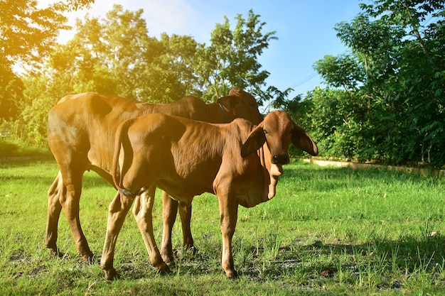 Vacas marrones en el campo en Tailandia