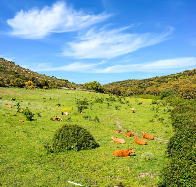 Vacas marrones en un campo verde en Cerdeña Italia