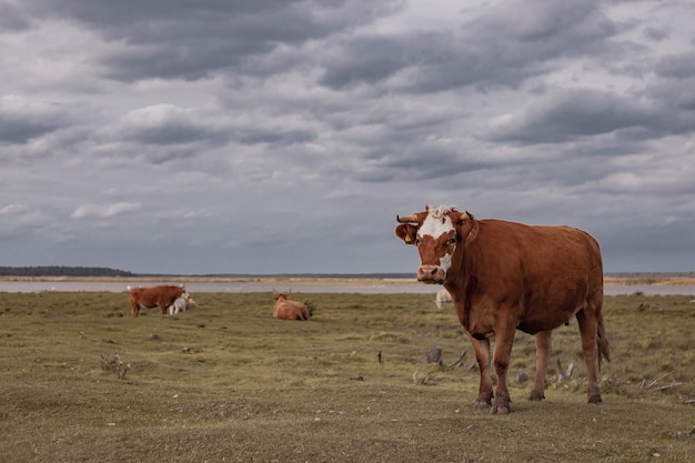 Vacas marrones en el campo