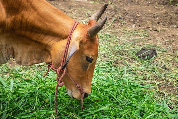 Las vacas marrones pastan en la granja.