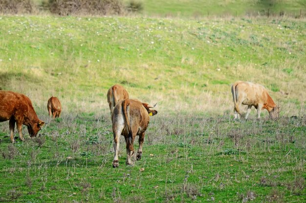 Vacas marrones pastando en un campo verde