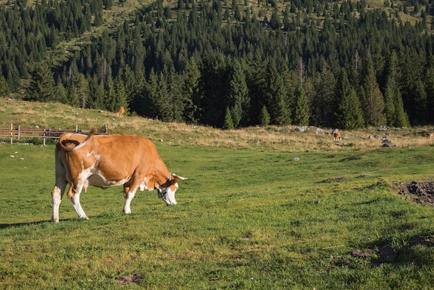 Vacas marrones pastando en el prado en las montañas ganado en el pasto alpino