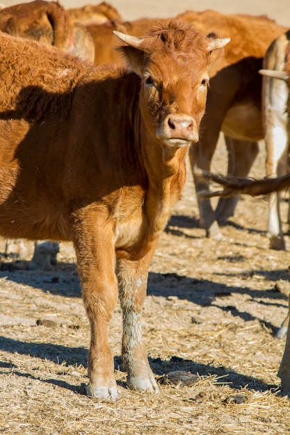 Vacas marrones