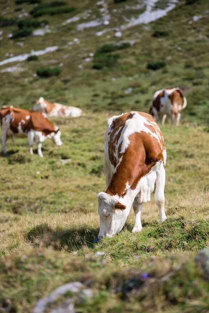 Vacas marrons na cadeia montanhosa de prados alpinos ao fundo