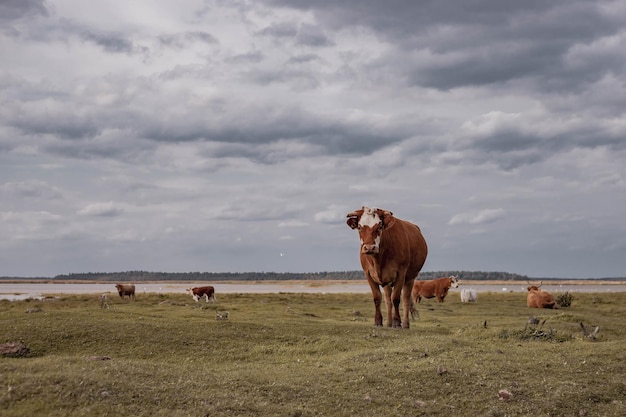 Vacas marrons no campo