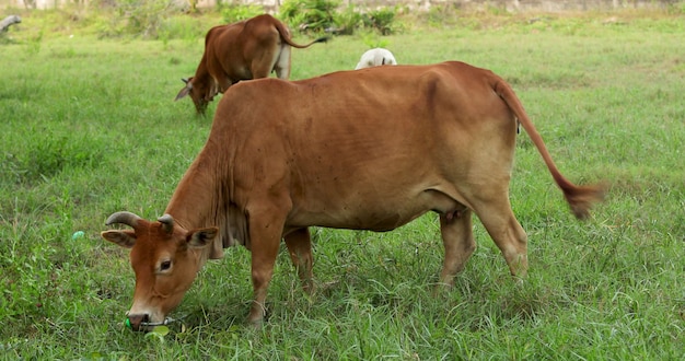 Vacas marrons pastando em um prado verde