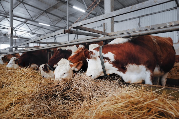 Vacas mastigam feno no celeiro as vacas são brancas e marrons seu frio é fumegante