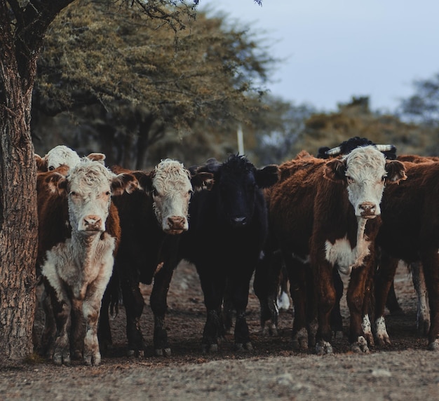 Vacas mirando a la cámara.