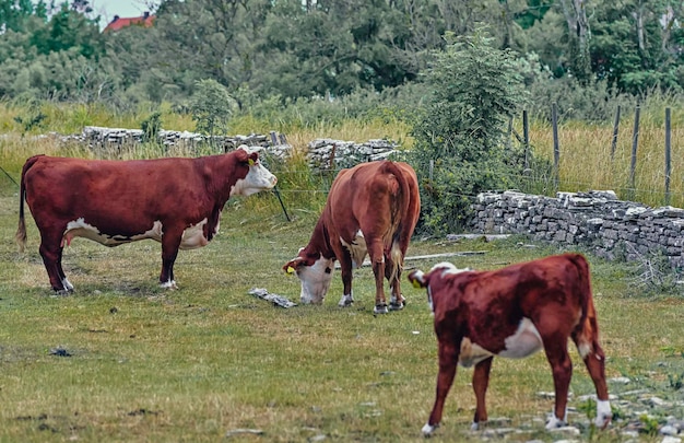 vacas mirando a la cámara