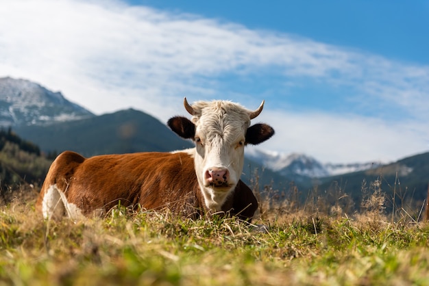 Vacas de montaña marrón que pastan en pastos en verano