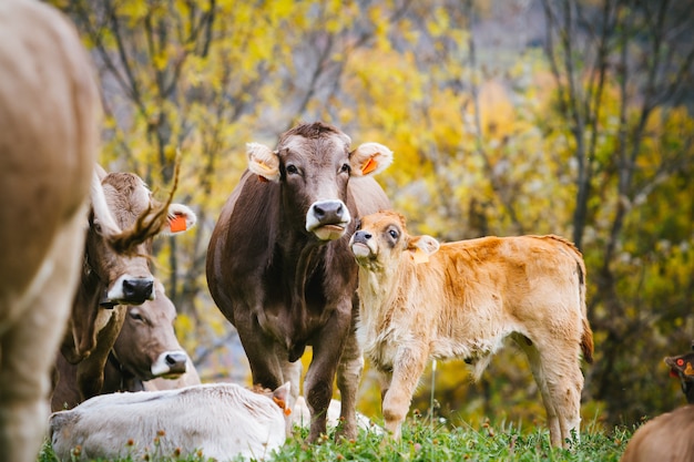 Vacas en la montaña