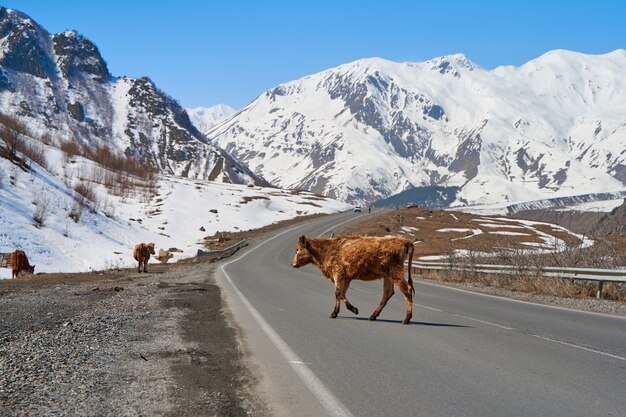 Vacas en las montañas de Georgia. Los animales pastan a lo largo del camino. Increíble paisaje de montaña al fondo.