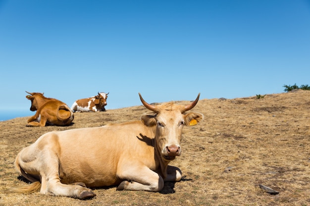 Vacas en las montañas