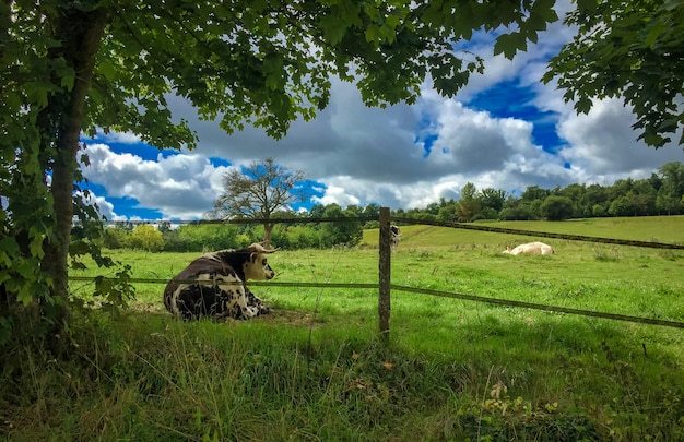 Vacas na encosta de uma colina