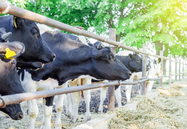 Vacas na fazenda atrás da cerca