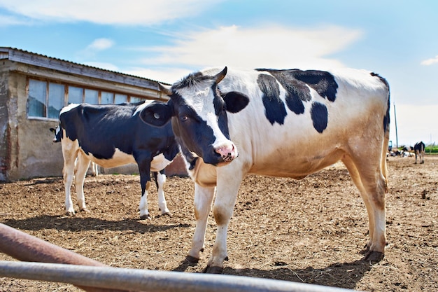 Vacas na fazenda em dia de verão