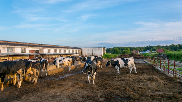 Vacas na fazenda leiteira