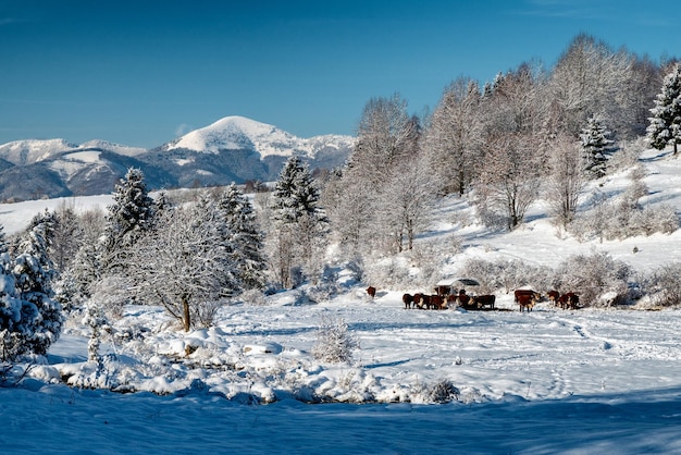 Vacas na fazenda no país de inverno nevado