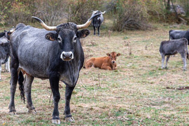 Vacas na fazenda olhando para a câmera