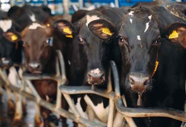 Foto vacas na fazenda. vacas comendo feno no estábulo.