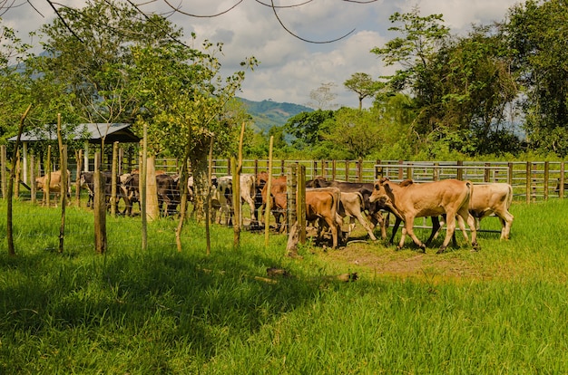 vacas na fazenda