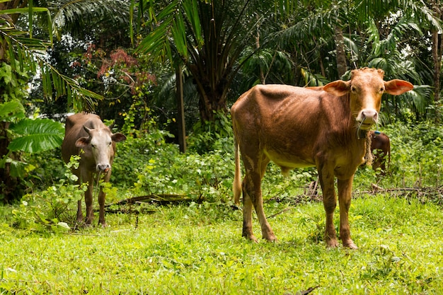 Vacas na floresta tropical em Phuket