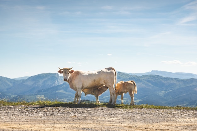 Vacas na montanha. a pequena bebendo de sua mãe.