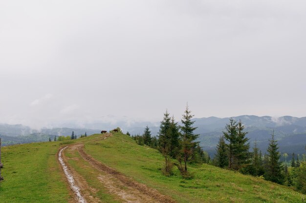 Vacas na montanha no nevoeiro