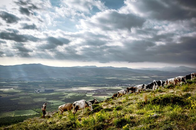 Foto vacas na montanha