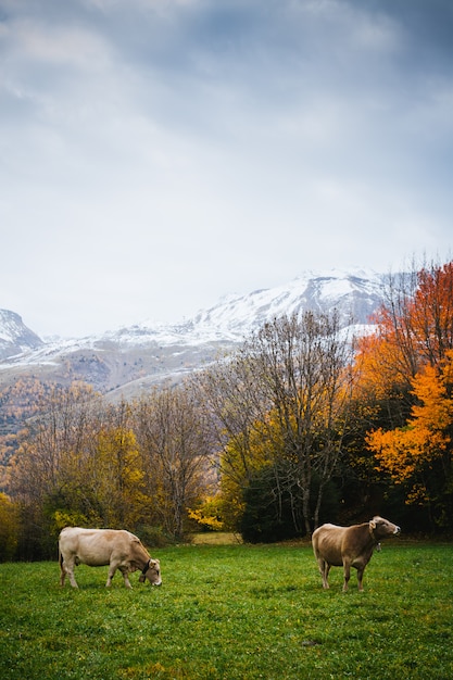 Vacas na montanha